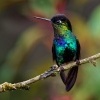 Kolibrik ohnivobrady - Panterpe insignis - Fiery-throated Hummingbird o0689